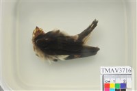 藏品(家燕)的圖片